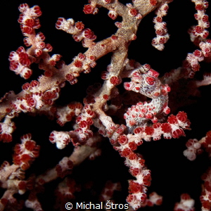 Pygmy seahorse on gorgonia coral Muricella paraplectana by Michal Štros 